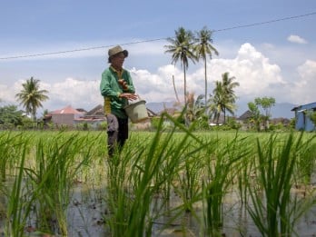 Produksi Padi Sumbar Turun 8,50% Sepanjang 2024, Target 2025 Naik Jadi 1,5 Juta Ton