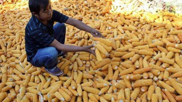 Produksi Jagung Sulsel Meningkat 10,34% pada 2024