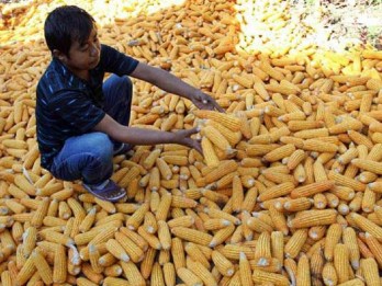 Produksi Jagung Sulsel Meningkat 10,34% pada 2024