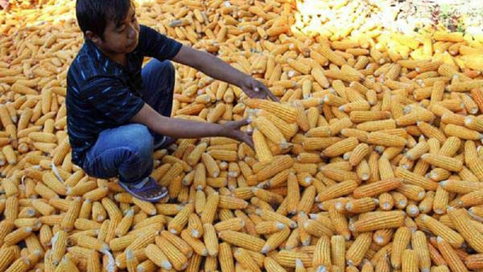 Produksi Jagung Sulsel Meningkat 10,34% pada 2024
