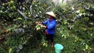 Produksi Kopi Garut Anjlok, Petani Terjepit Biaya dan Cuaca