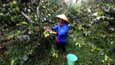 Produksi Kopi Garut Anjlok, Petani Terjepit Biaya dan Cuaca