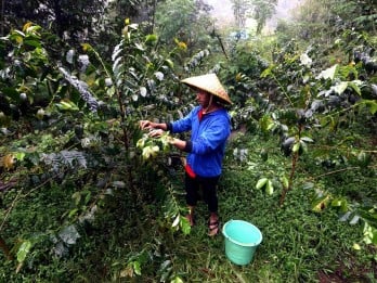 Produksi Kopi Garut Anjlok, Petani Terjepit Biaya dan Cuaca