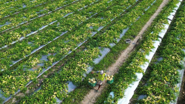 Bulan Puasa, Permintaan Buah Melon Meningkat