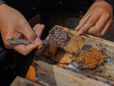 Permintaan Madu Alami Peningkatan Selama Bulan Ramadan