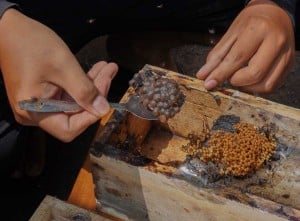 Permintaan Madu Alami Peningkatan Selama Bulan Ramadan