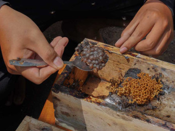 Permintaan Madu Alami Peningkatan Selama Bulan Ramadan