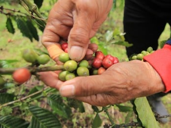 Asa Kopi Sumbar, Kualitas Bagus dan Menanti Adanya Hilirisasi