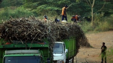 Produksi Tebu Cirebon Meningkat di Tengah Lonjakan Harga Gula