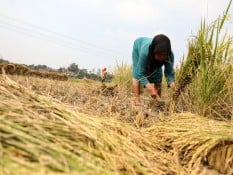 Produksi Padi Kalimantan Timur di 2024 Meningkat 9,99%