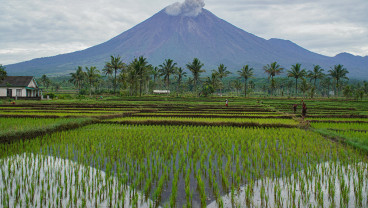 Asap Vulkanis Gunung Semeru