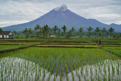 Asap Vulkanis Gunung Semeru