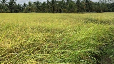 Penyerapan Beras Petani di Banyuasin Sudah 26.000 Ton