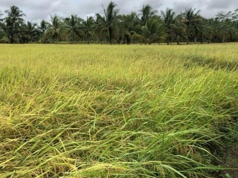 Penyerapan Beras Petani di Banyuasin Sudah 26.000 Ton