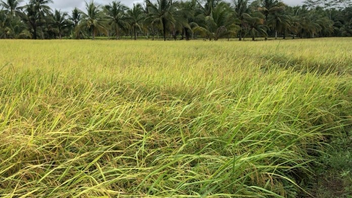 Penyerapan Beras Petani di Banyuasin Sudah 26.000 Ton