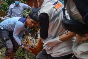 Evakuasi Harimau Sumatra Pemakan Ternak