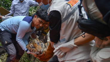 Evakuasi Harimau Sumatera Pemakan Ternak