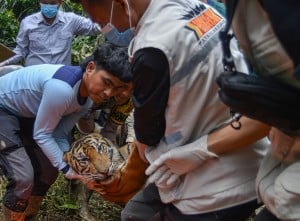 Evakuasi Harimau Sumatra Pemakan Ternak