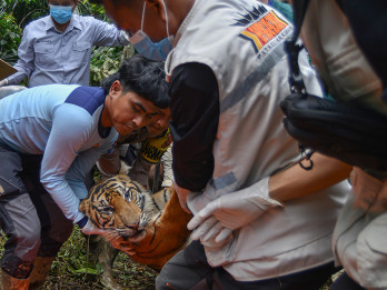 Evakuasi Harimau Sumatera Pemakan Ternak