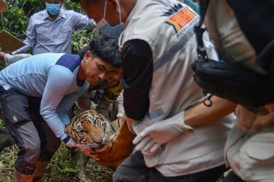 Evakuasi Harimau Sumatera Pemakan Ternak