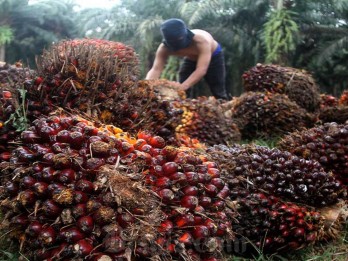 Deretan Saham Emiten Sawit Konglomerat Tercuan, Siapa Jawaranya?