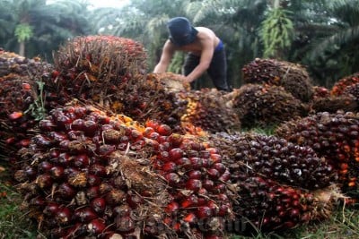 Deretan Saham Emiten Sawit Konglomerat Tercuan, Siapa Jawaranya?