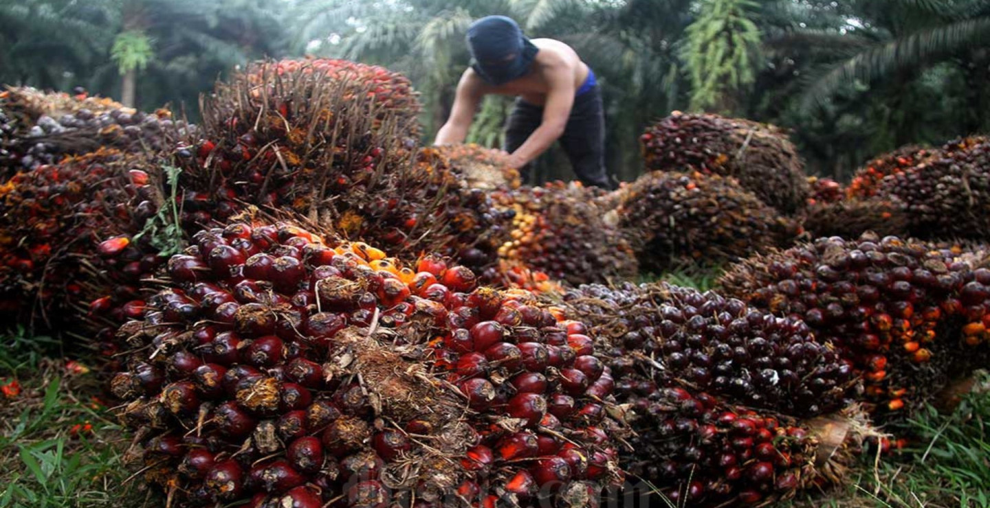 Deretan Saham Emiten Sawit Konglomerat Tercuan, Siapa Jawaranya?