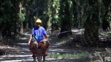 Sawit Sumbermas (SSMS) Cetak Laba Bersih Rp819,53 Miliar Sepanjang 2024