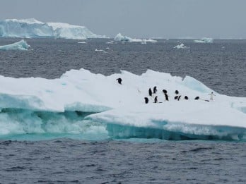 Es Antartika Mencair, Pengaruhi Suhu Laut, dan Picu Kenaikan Permukaan Laut