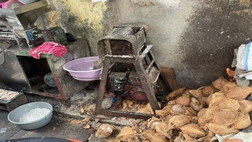 Krisis Kelapa Bulat, Pabrik Olahan PHK Massal Harga Santan Makin Mahal