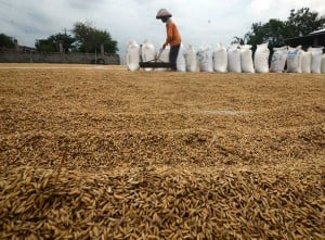 Perum Bulog Berhasil Menyerap Gabah Kering Panen Sebanyak 300.000 Ton