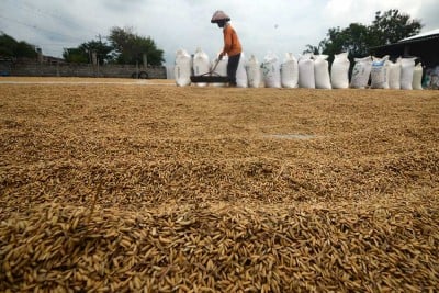 Perum Bulog Berhasil Menyerap Gabah Kering Panen Sebanyak 300.000 Ton