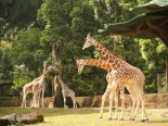 10 Rekomendasi Tempat Wisata di Bogor Saat Libur Lebaran