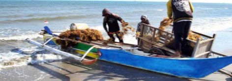 Membaca Arah Investasi di Sektor Agritech Usai Skandal Fraud eFishery