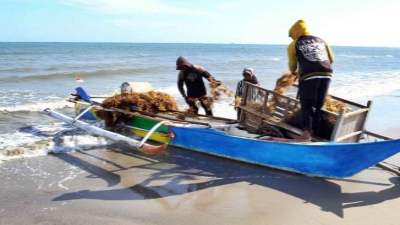 Nelayan membawa rumput laut hasil panen, di Kabupaten Bantaeng, Sulawesi Selatan, Senin (4/9)./JIBI-Paulus Tandi Bone