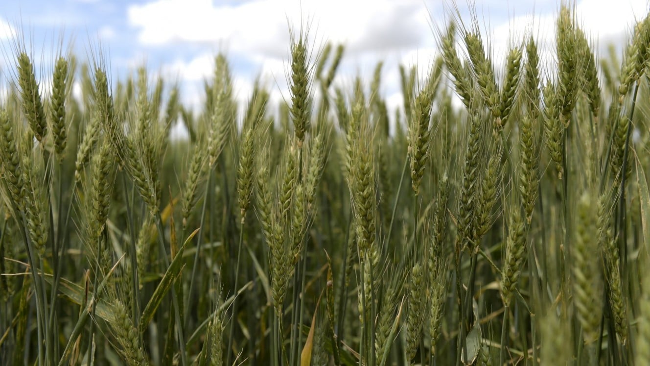 Gandum di ladang di Balliang, Victoria, Australia, Selasa (9/11/2021). Bloomberg/Carla Gottgens.