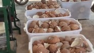 Duh! Harga Kelapa Bulat Naik Gila-Gilaan Jelang Lebaran