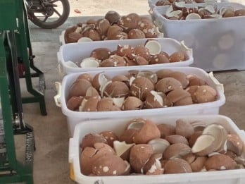 Duh! Harga Kelapa Bulat Naik Gila-Gilaan Jelang Lebaran