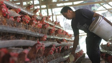 Laba Bersih Japfa Comfeed (JPFA) dan Charoen Pokphand (CPIN) Makin Gemuk pada 2024