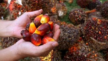 Sawit Indonesia Tetap Punya Peluang Meski Uni Eropa Terapkan EUDR