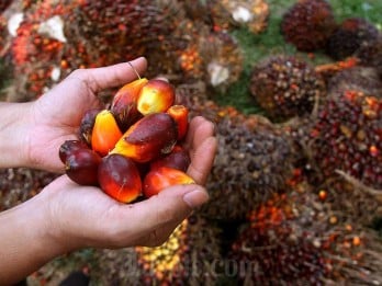 Sawit Indonesia Tetap Punya Peluang Meski Uni Eropa Terapkan EUDR