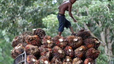 Harga TBS Sawit Sumut Hari Ini (19/3) Tembus Rp3.717 per Kilogram