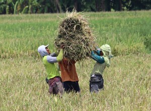 Kementerian Pertanian Targetkan Produksi Padi di Jawa Timur Mencapai 12 Juta Ton Pada 2025