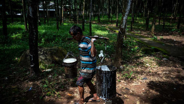 Produksi Karet Mengalami Defisit Karena Stagnasi Produksi di Negara-Negara Produsen