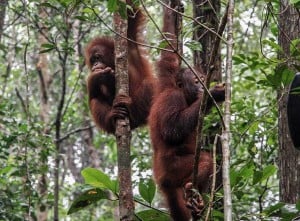 Menhut Raja Juli Antoni Resmikan Sekolah Orang Utan Nyaru Menten di Kalimantan Tengah