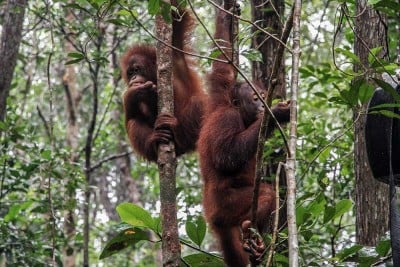 Menhut Raja Juli Antoni Resmikan Sekolah Orang Utan Nyaru Menten di Kalimantan Tengah