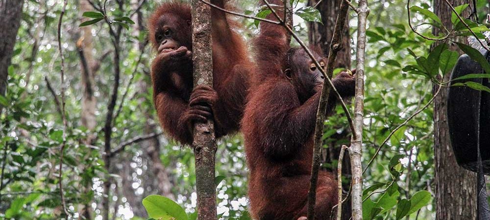 Menhut Raja Juli Antoni Resmikan Sekolah Orang Utan Nyaru Menten di Kalimantan Tengah