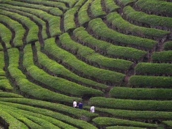 Langgar Alih Fungsi Lahan, PTPN Bakal Reboisasi Kawasan Gunung Mas Puncak