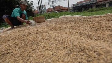 Bulog Gandeng TNI-Polri Awasi Penyerapan Gabah dari Petani