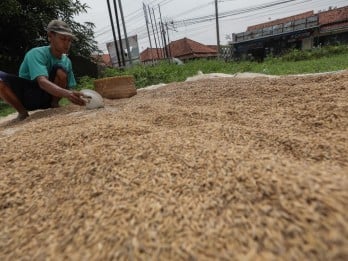 Bulog Gandeng TNI-Polri Awasi Penyerapan Gabah dari Petani